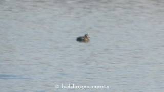 Velvet Scoter Willen Lake 8th November 2016