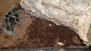 Lasiodora Parahybana feeding video