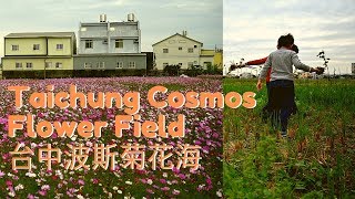 Taichung WUFENG Cosmos Flower Field | 台中波斯菊花海