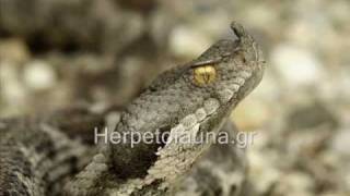 Herpetofauna of Greece