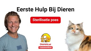 Alles over de sterilisatie van een poes