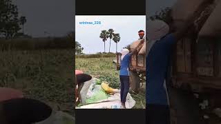 Farming||India|Farmer||Reels|Shorts||#srinivas_228||telugu