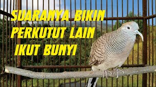 Pancingan perkutut lokal ampuh bikin yang lain ikut bunyi