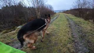 German shepherd on walk. Eros på tur. 14.11.2024. still you tubes most boring video part 1