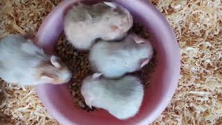 Little short haired hamsters with their mom #hamsters