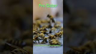 Bienen