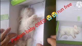 Paalam baby OREO Run Free salamat sa 1 month and 2 weeks nakasama ka.namin