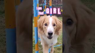 🐾They STARE 'cause I AM THAT ✨️GIRL✨️🌹#itgirl #dogsofyoutube #happydog #aliyah #collie #dogtricks