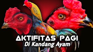 Aktifitas Pagi Hari Ini Di Kandang Ayam Sederhana