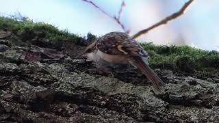 Waldbaumläufer in Zeitlupe _ Eurasian Treecreeper _ Slow Motion #Vogelbeobachtung 4k