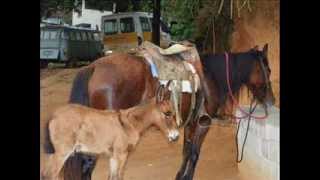 Homenagem ao povoado Penha do Aramirim  o mau se paga com o bem