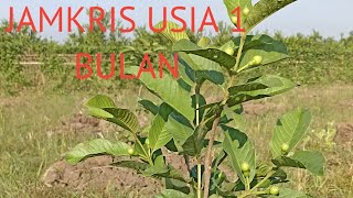 JAMBU KRISTAL USIA 1 BULAN