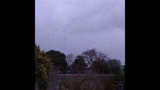 Jackdaws murmurating and roosting above Sharpham's gardens