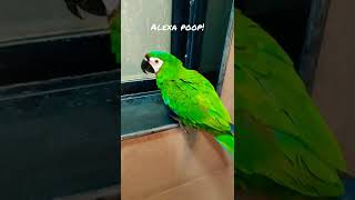 Intelligent potty trained parrot poops on command | Jambi, the macaw tells us when he wants to poop