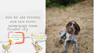 We Have A New Puppy! Here's Why We Are Making Our Own Dog Food For Her| Homestead Vlog