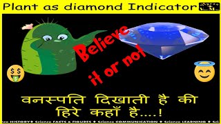 वनस्पति दिखाती है की हीरे कहाँ है || Plant as Diamond Indicator | VishalMuliya |  #plants