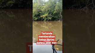 Tertunda bersikan kebun durian ini penyebabnya