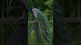 how peacock feather evolved so beautiful? #facts