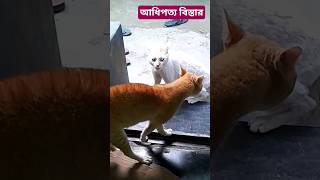 আধিপত্য দ্বন্দ্ব #cat #shorts #nature #animals #realsound