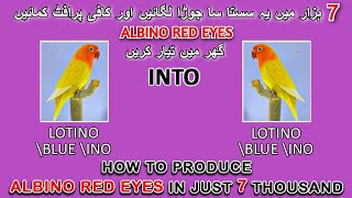 یہ7 ہزار کا جوڑا لگائیں اور کافی پرافٹ کمائیں | HOW TO PRODUCE ALBINO RED EYES IN JUST 7K | AAB INF0