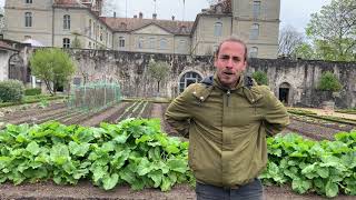 Le Potager du Château de Prangins - L'asperge