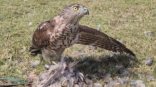 Basic information on shikra and other raptor birds