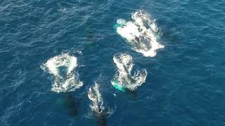 Whales Hawaii March 2019: DJI Mavic Pro Drone Footage