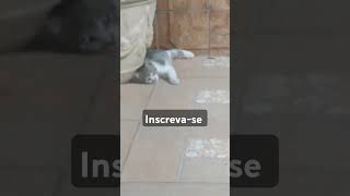 #memes #trend #dormir #cachorro #viralvideo #cat #adotaretudodebom #gatos