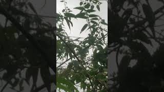 MIKAT BURUNG PUNAI DI HARI HUJAN!! DI BUAH MENGKIRAI