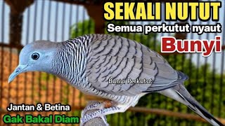 Perkutut lokal gacor RAJA PIKAT memanggil lawan ahlinya bikin burung perkutut nyaut bunyi