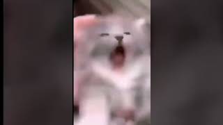 Scary IPhone ringtone jumpscare #funny #memes #cat