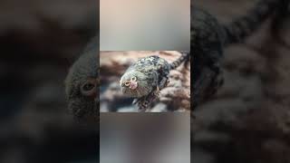 Marmoset Kerdil Spesies Monyet terkecil di Dunia | Sarjana Mipa