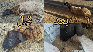 فقدان الوعي وغيبوبة بسبب الإجهاد الحراري ..