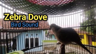 Zebra Dove bir sound | Bird sound dove lovely | trap dove