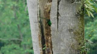 GUATEMALAN MOUNTAIN MALE QUETZAL