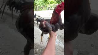 Spil ayam Pejantan jenis Birma di Kandang#ayam #ayambangkokklasik #chicken #funny #lucu