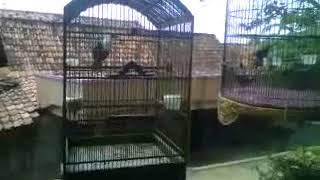 SUARA BURUNG - Murai batu VS poksay jambul