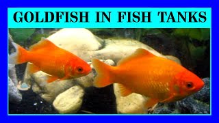 Episode 102 - Keeping Goldfish and Koi in an Aquarium. (Things that you definitely need to know!)