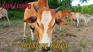 sapi lembu | sapi lembu bermain di ladang warga