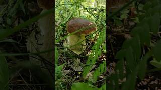 A healthy porcini in Finland! #mushroom #nature #finland #bolete #foraging