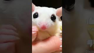 Animal baby#shorts #trending #viral