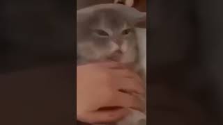 sound on 🔊 | cute cat