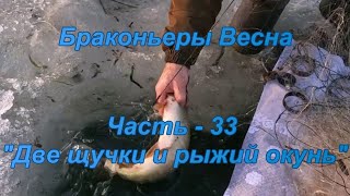 Браконьеры. Весна. Часть - 33 "Две щучки и рыжий окунь".