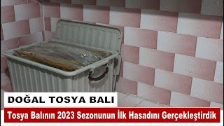 Doğal Tosya Balının 2023 Sezonunun İlk Hasadını Gerçekleştirdik