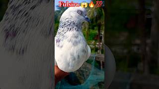 Kabootar status❤🔥 || Fulsira || Support me plz #shorts #birds #pigeon