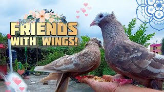 Hand-Feeding Pigeons: A Magical Moment with Love Birds on My Rooftop! #pigeon