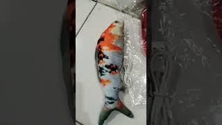 ikan nyala