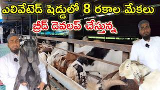 8 రకాల మేకలు పెంచుతున్న big goat & sheep farm @MalleshAdla