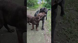 Щенок лабрадора играет с  мастино. /Labrador puppy playing with a Neapolitan mastino.#shorts