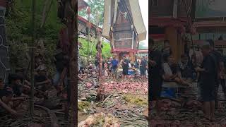 mantunu dan mantawa duku Tedong #sukutoraja #budaya #adat